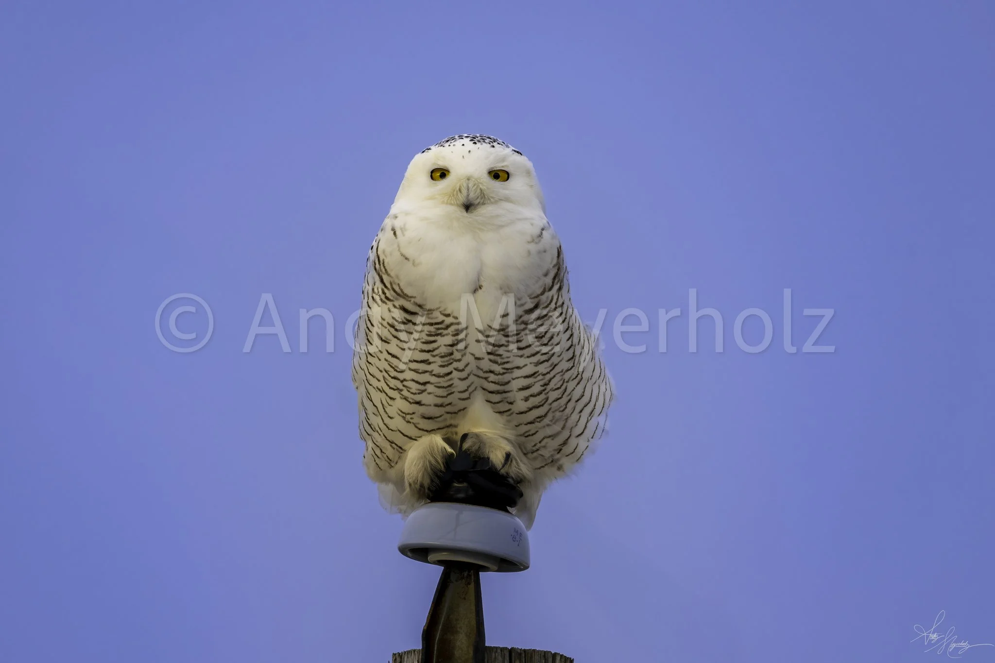 Snowy Owl - Wilds of Rural Illinois