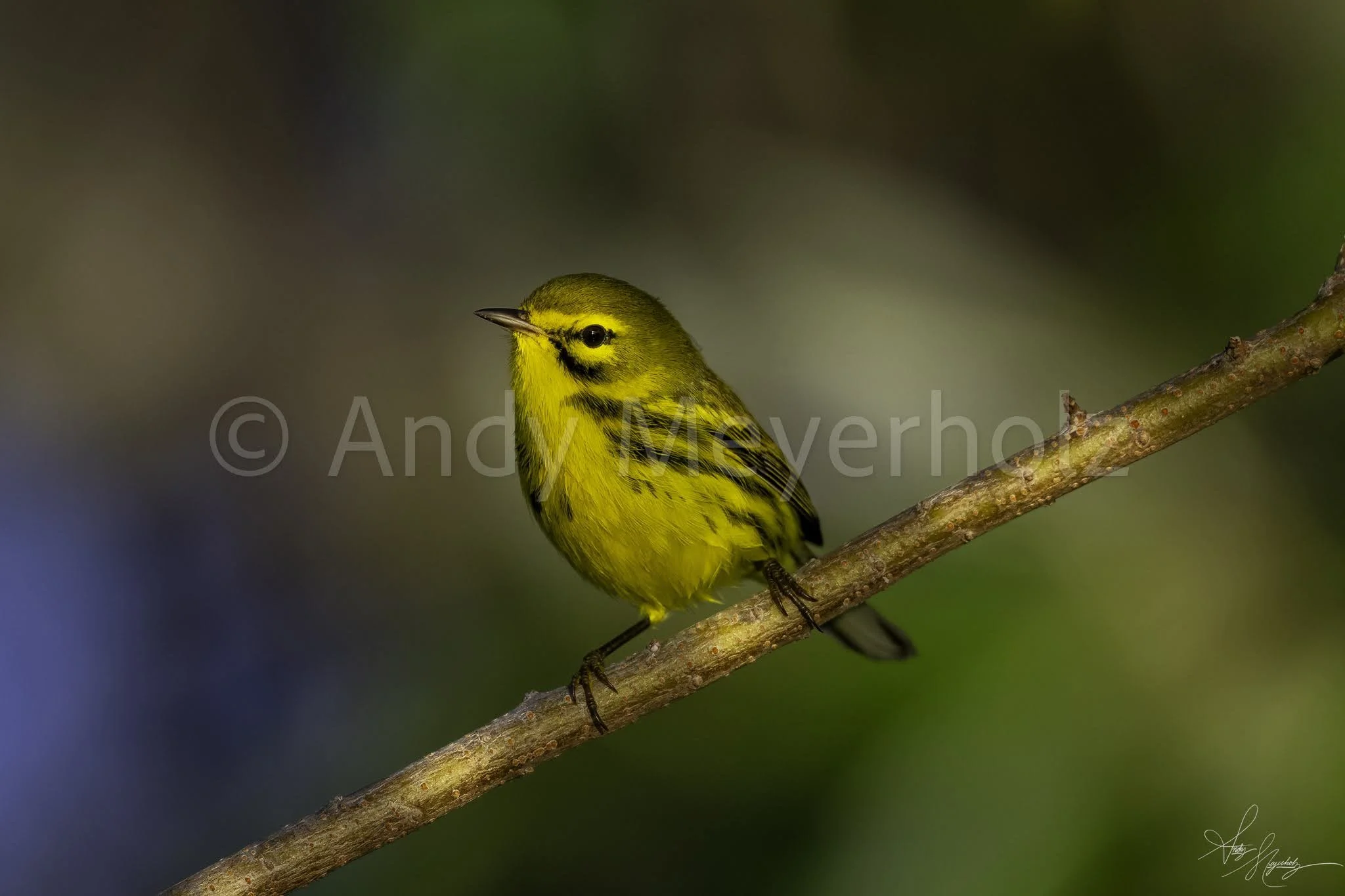 Prairie Warbler - Orlando, FL