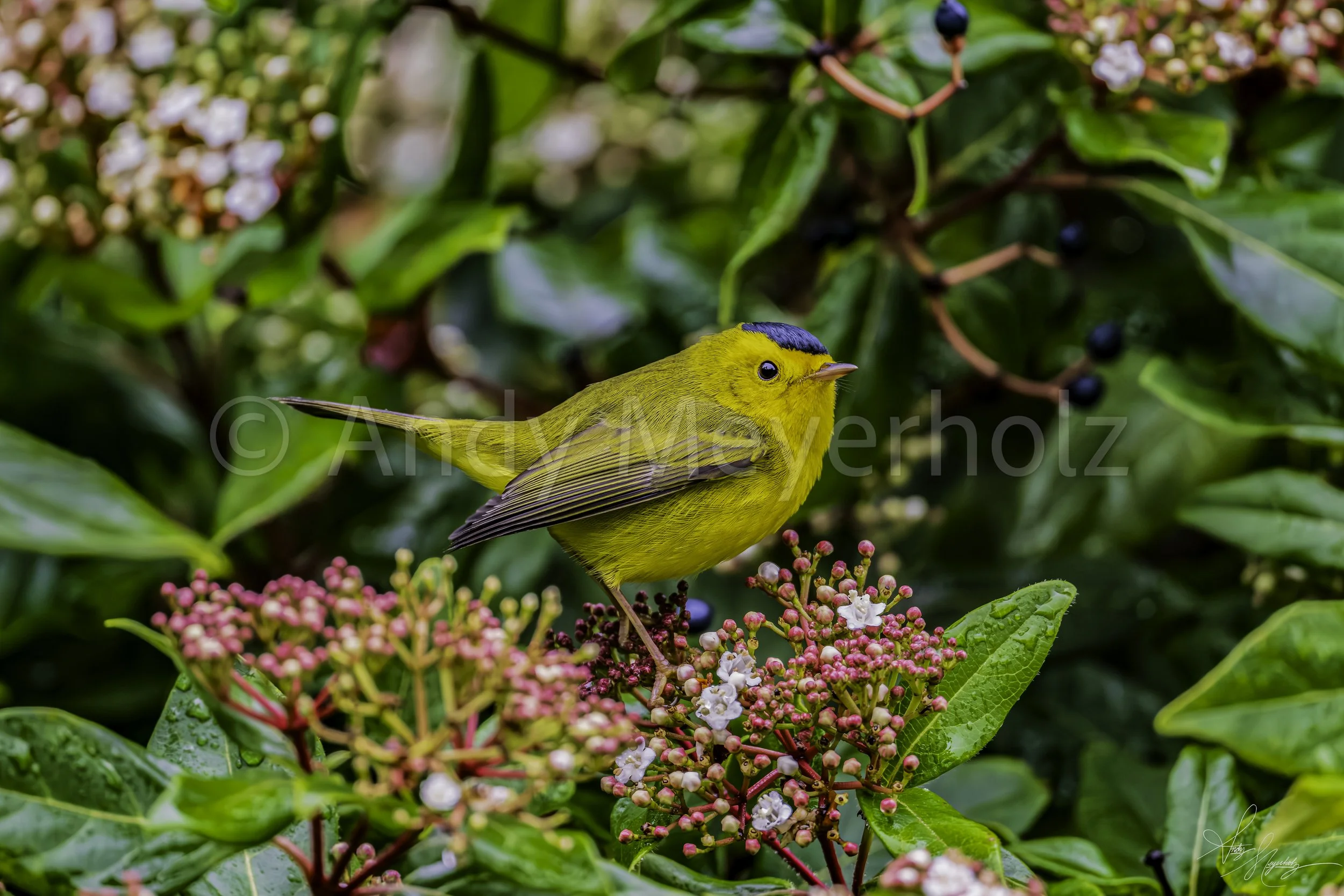 Wilson's Warbler - Seattle, WA