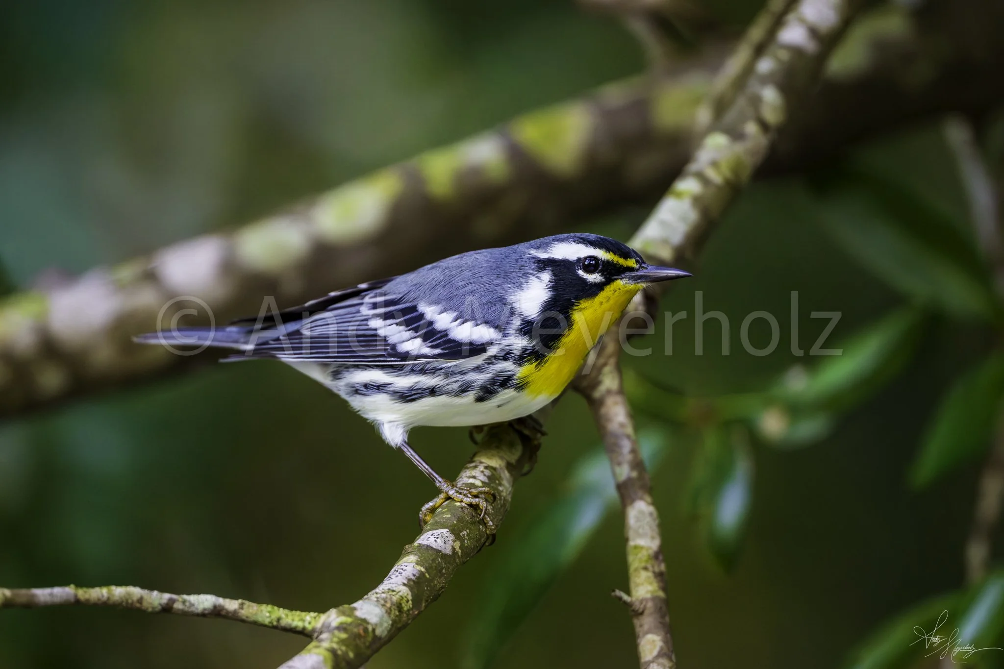 Yellow-throated Warbler - Pensacola, FL