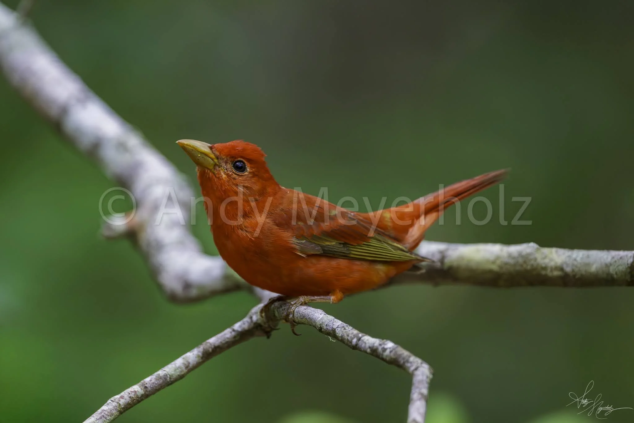 Summer Tanager - Gulf Breeze, FL