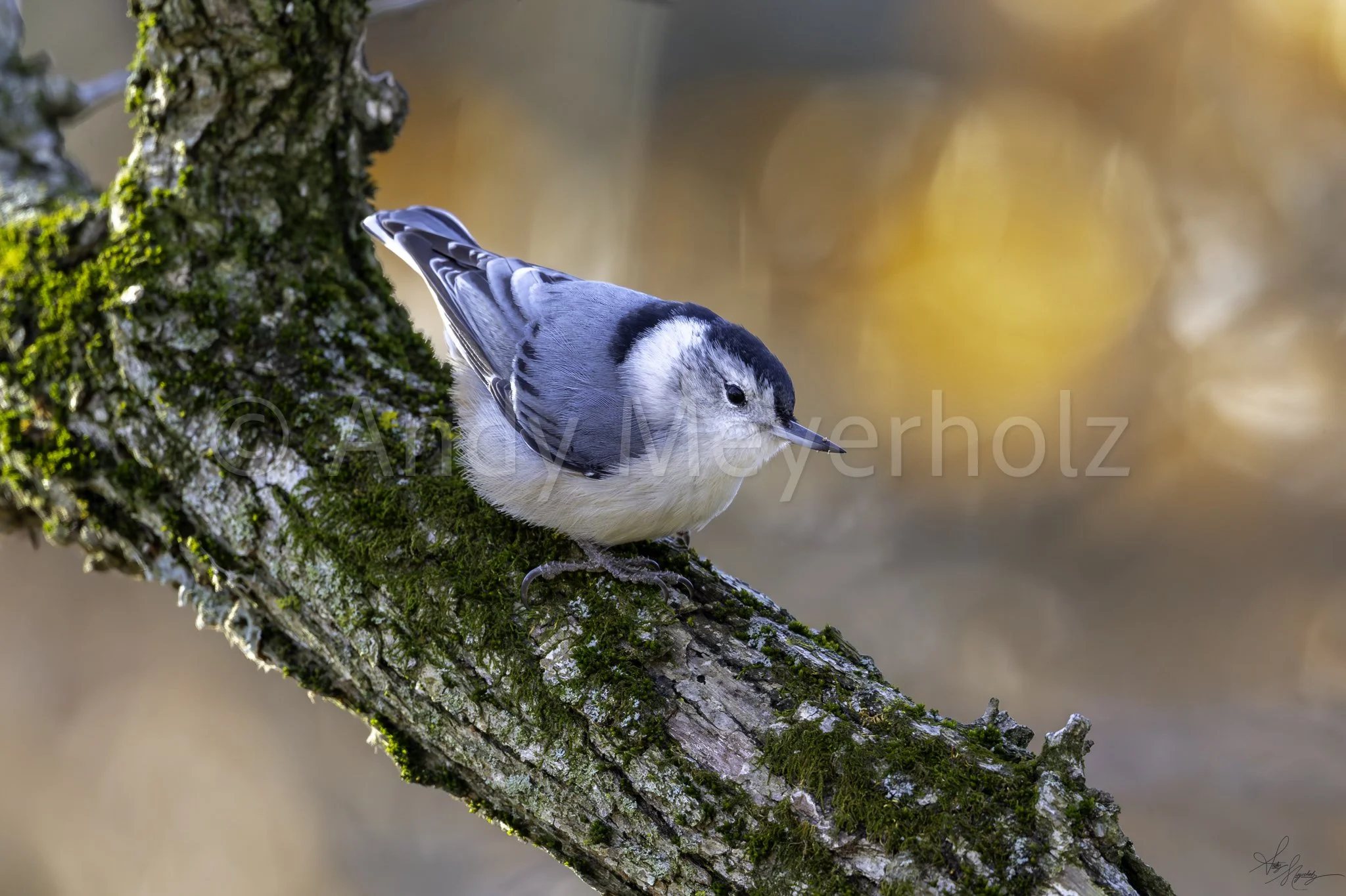 White-breasted Nuthatch - Salisbury, IL