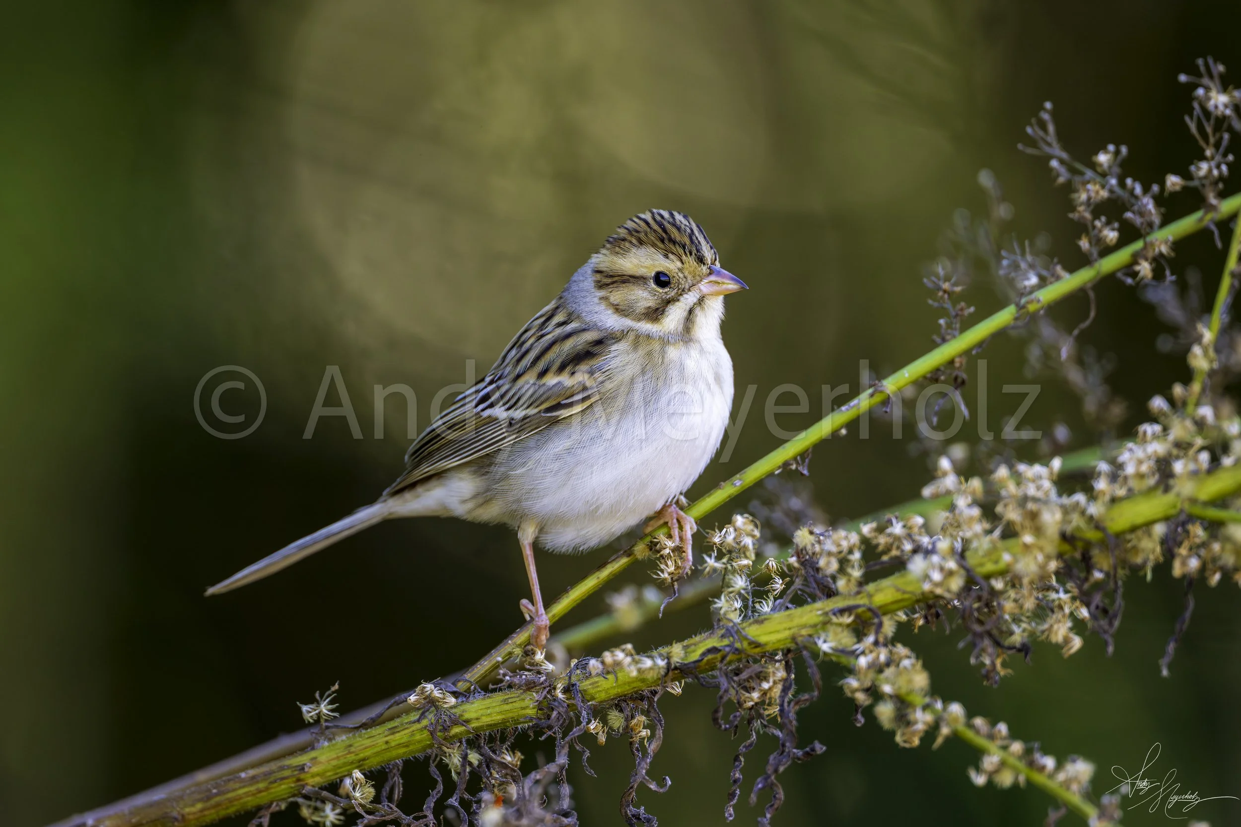 Clay-colored Sparrow 12"x18" Metal Print