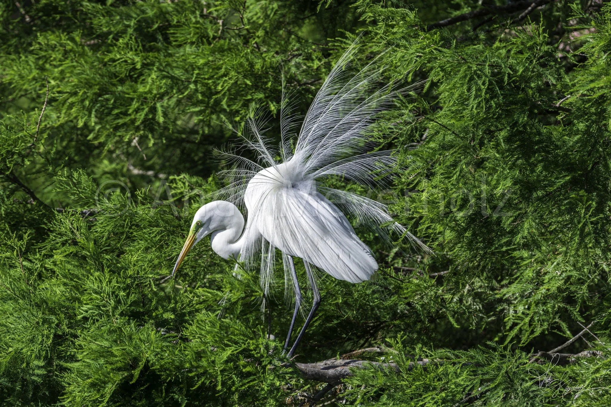 Great Egret - Saint Augustine, FL