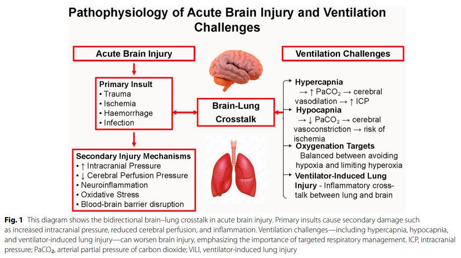 Bridging brain and lung : optimizing mechanical ventilation in acute ...
