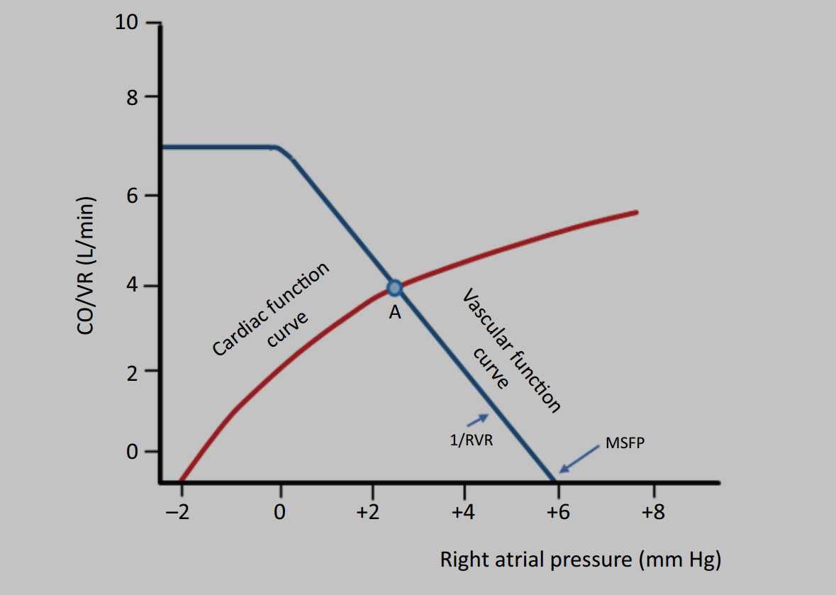 Right ventricle and venous system : bridging physiology and clinical practice. A narrative review