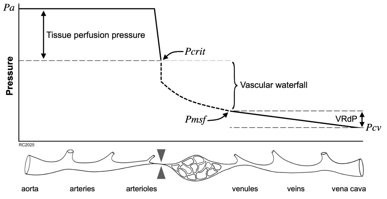 Critical closing pressure in the circulation : Understanding the vascular waterfall phenomenon