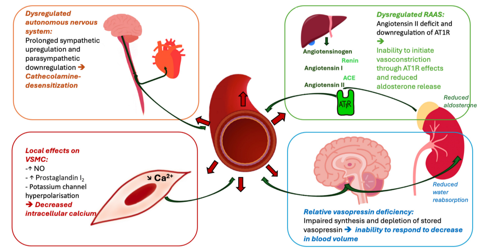 Hemodynamic failure during sepsis : what clinicians and researchers must know