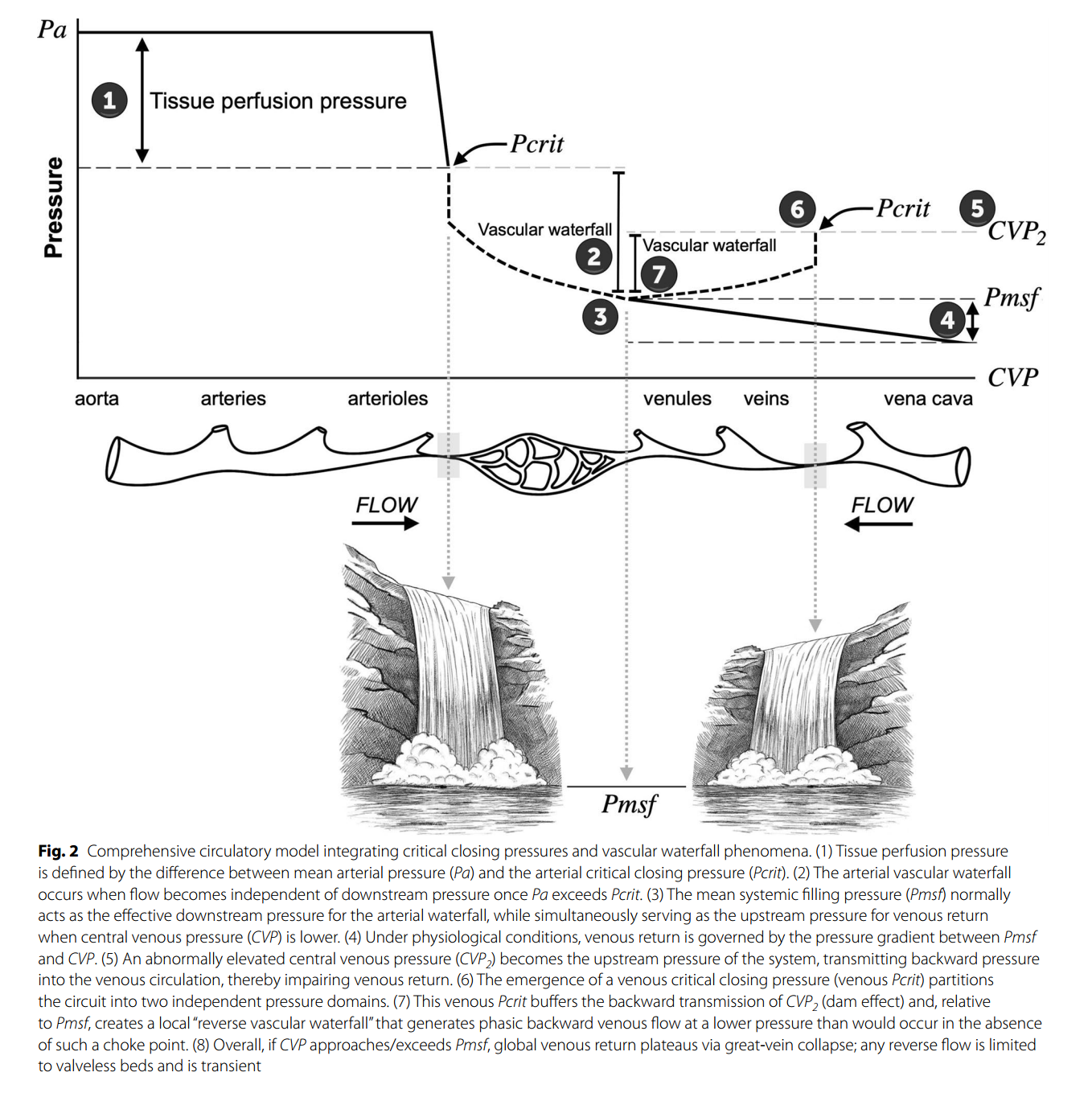 Venous congestion from a vascular waterfall perspective: reframing congestion as a dynamic Starling resistor phenomenon