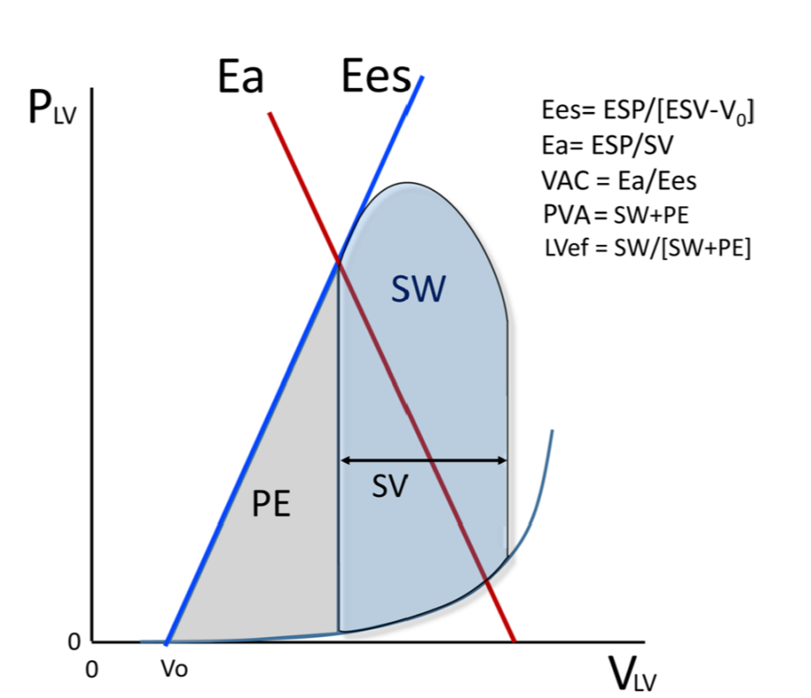Pathophysiological implications of&nbsp;ventriculo-arterial coupling in&nbsp;septic shock