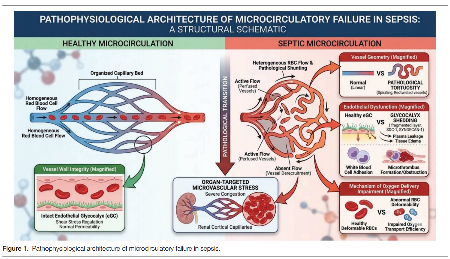 Microcirculatory alterations and dysfunction in sepsis