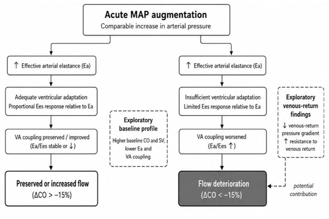 Heterogeneous cardiovascular responses to acute mean arterial pressure augmentation in septic shock : the role of ventriculo-arterial coupling and venous return