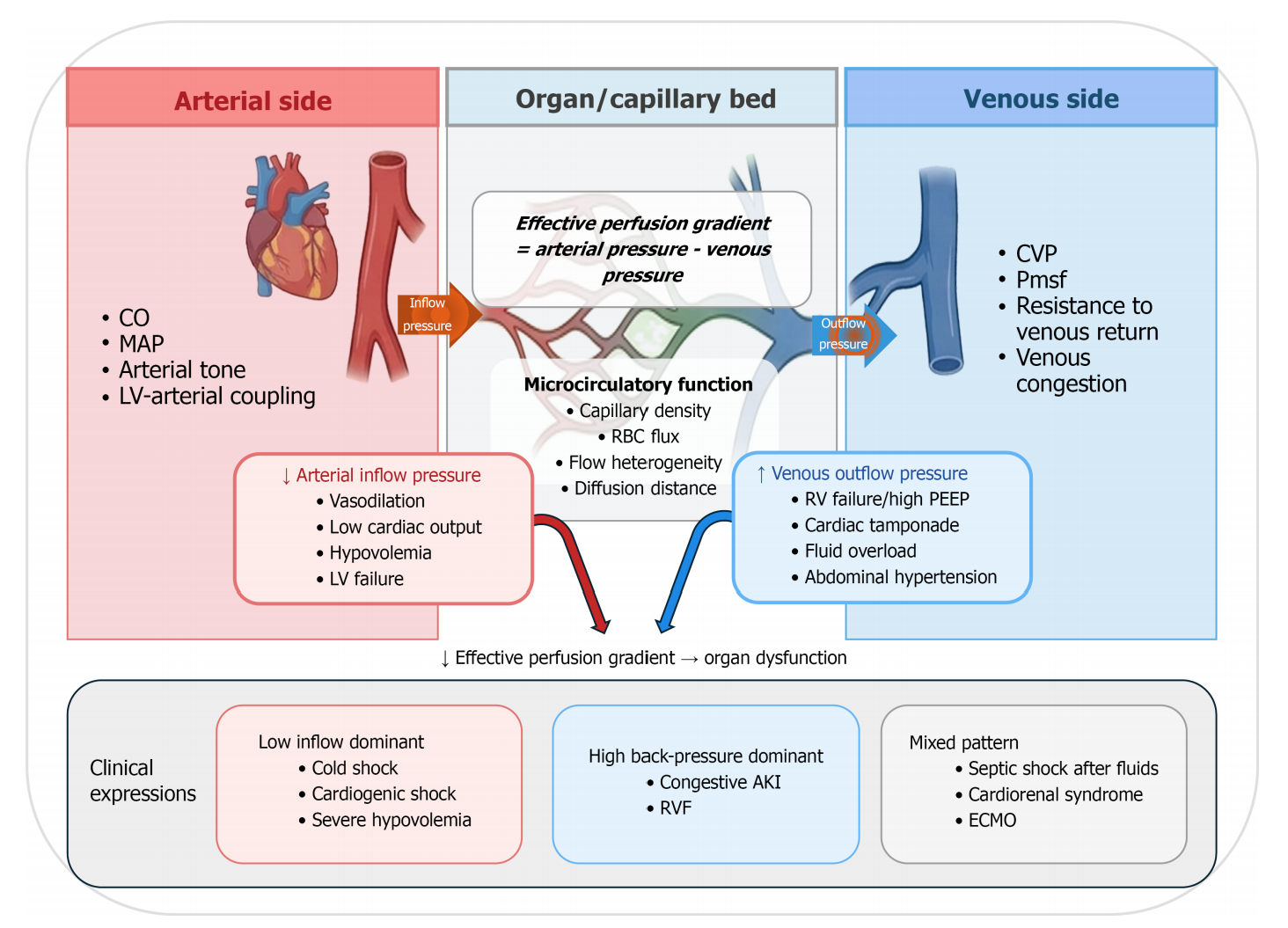 Venous dimension of shock : Integrating arterial inflow and venous back-pressure in hemodynamic assessment