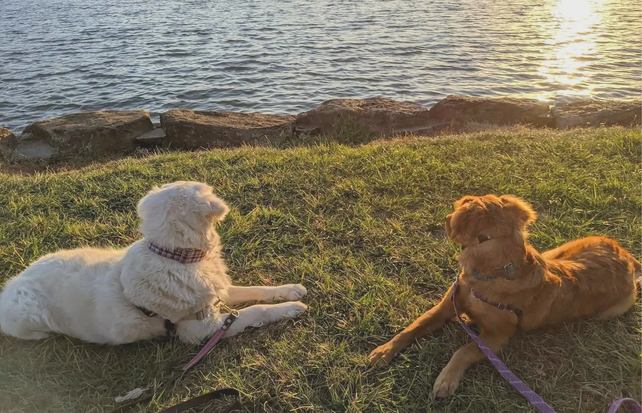 Two puppies, one white and one brown, lying on grass near water at sunset.