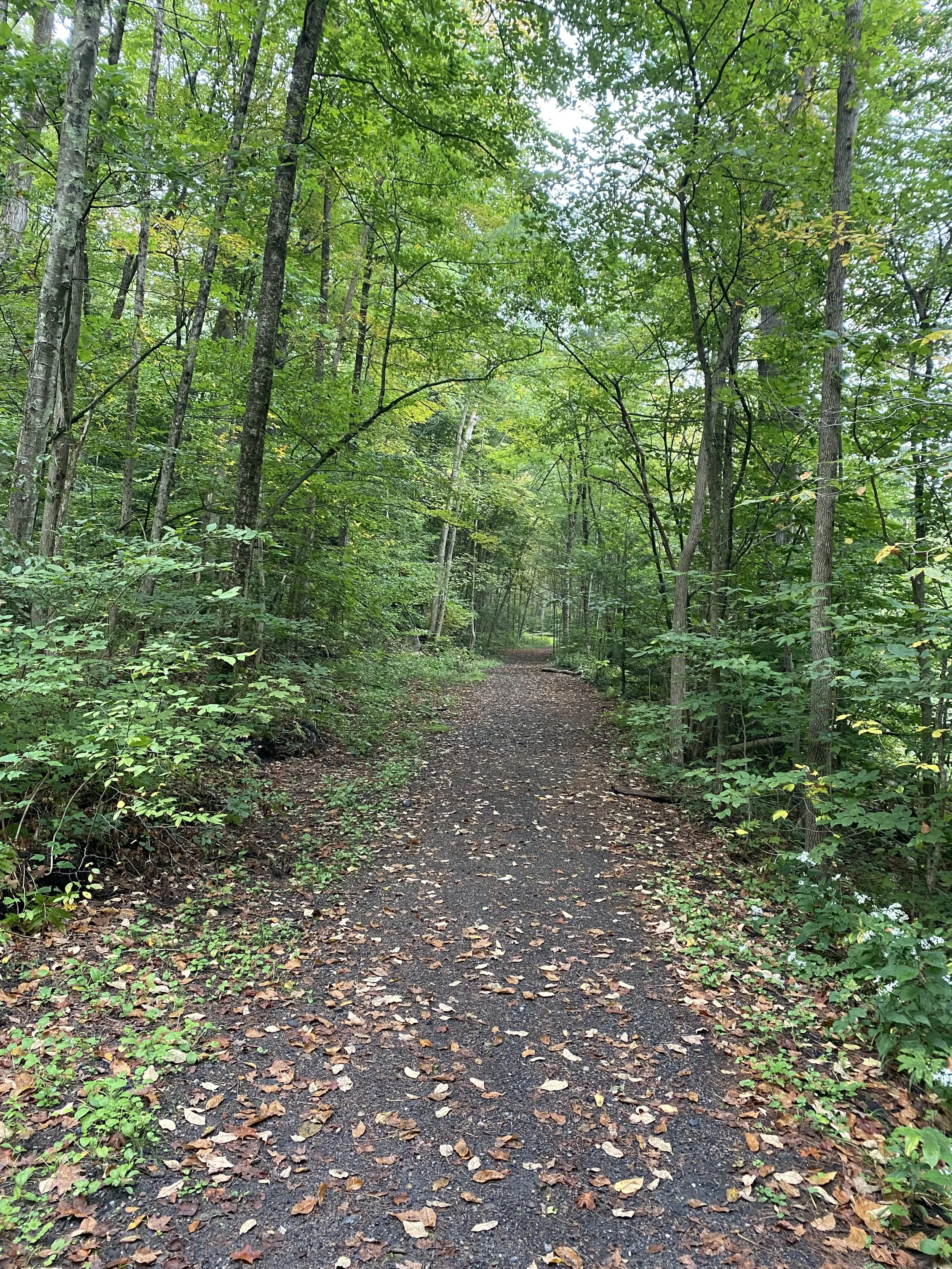 A dirt walking and hiking trail surrounded by dense green trees and foliage in a forest.