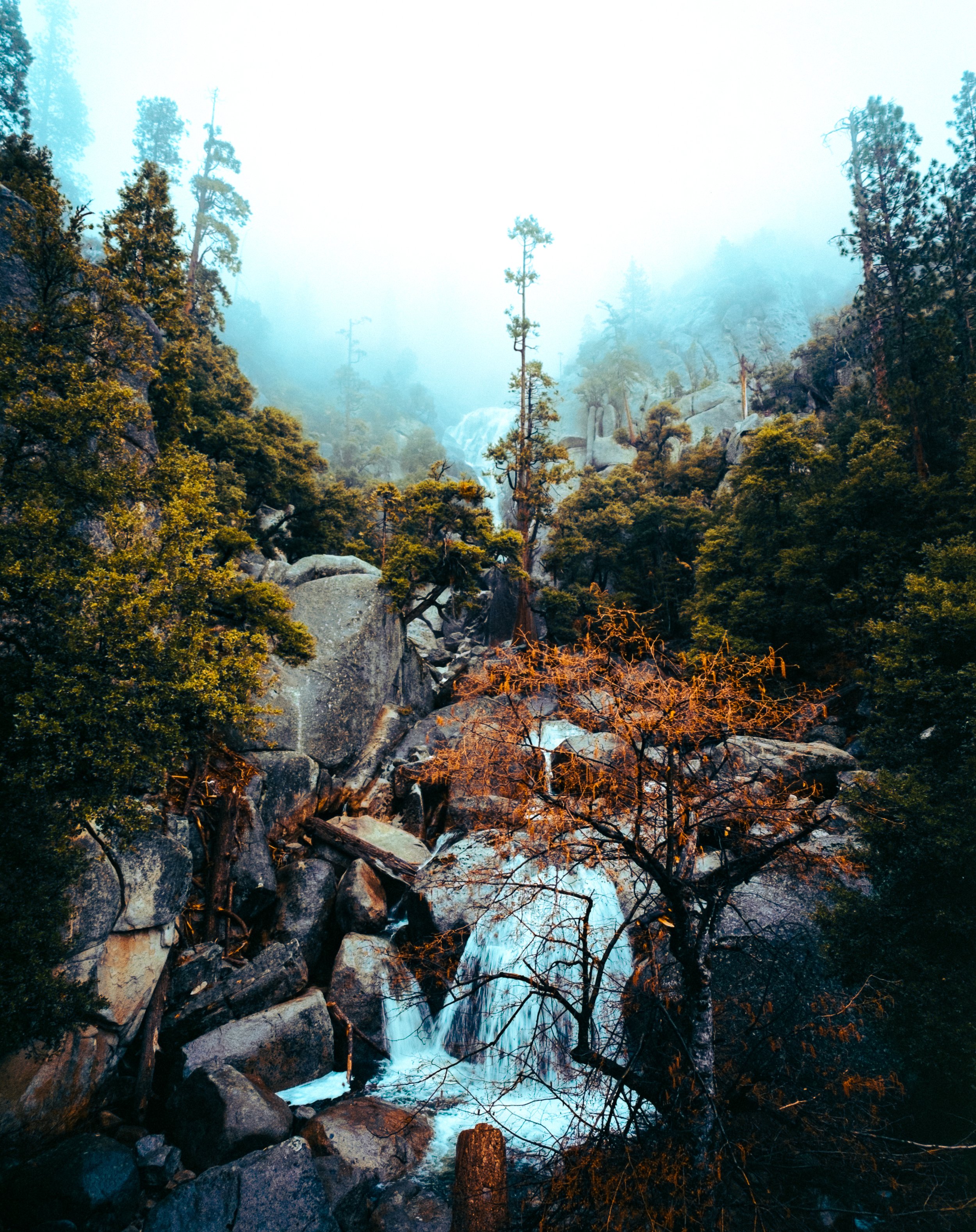 Yosemite Lone Tree-2.jpg
