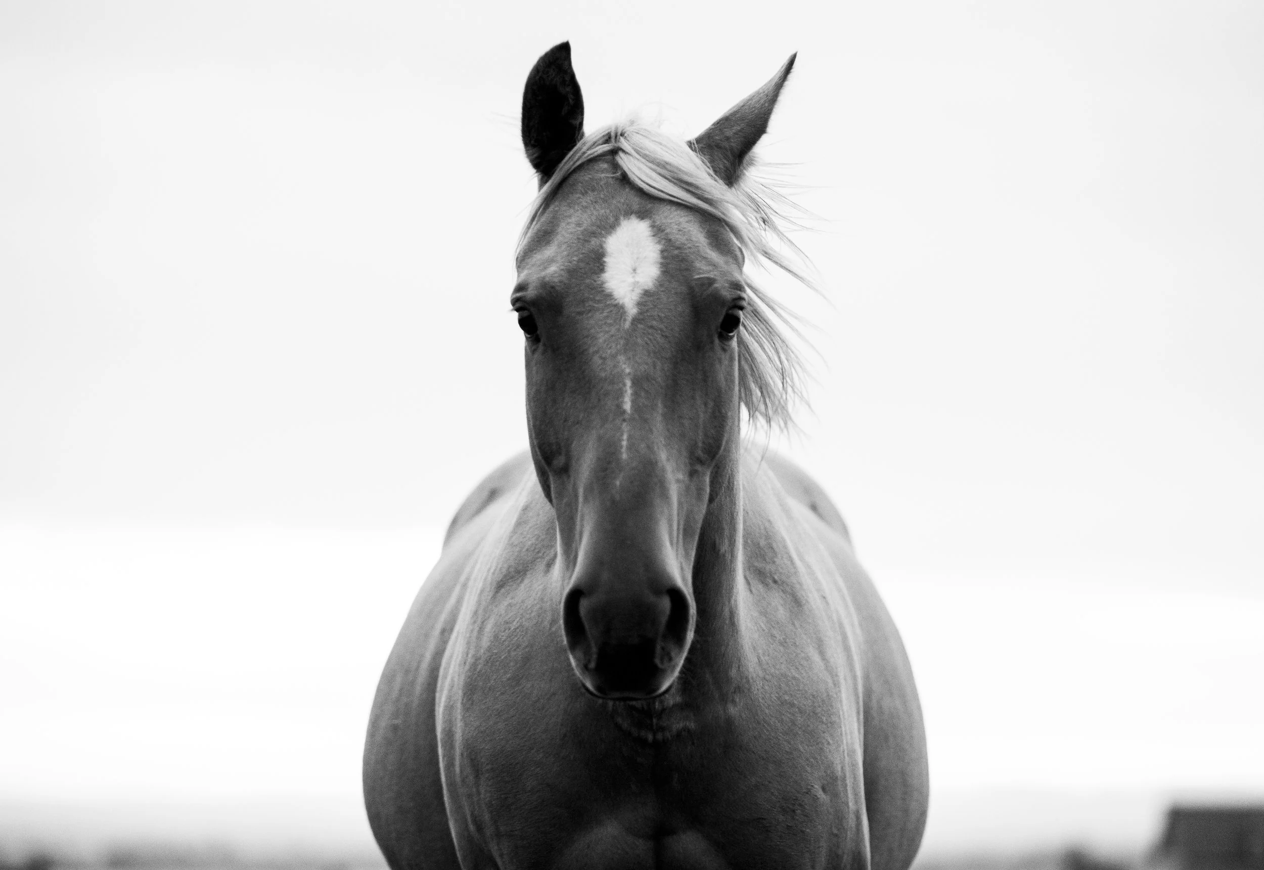 RSF Ranch Project - Sonora Studios