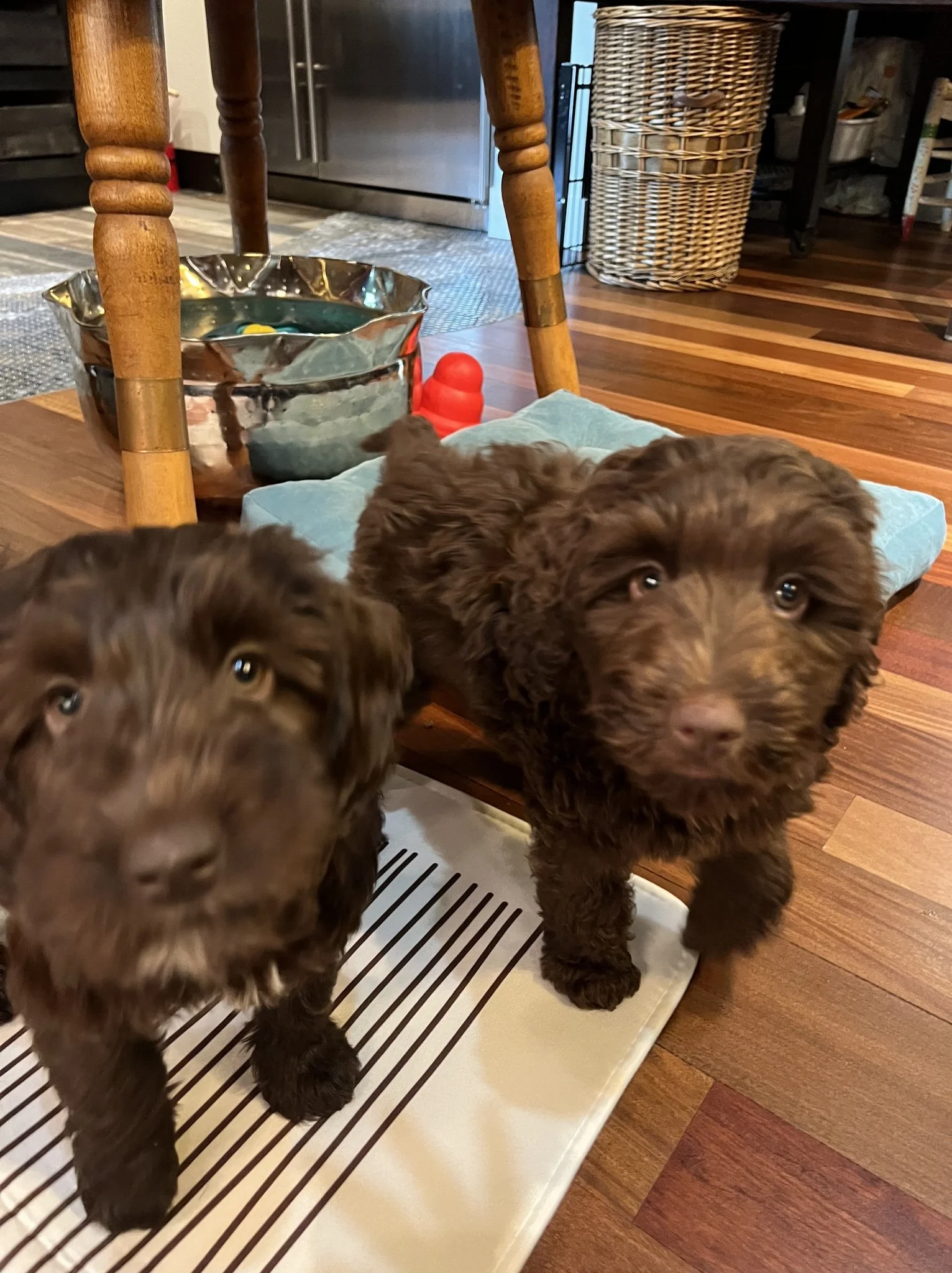 Your First RV Trip with Your Dogs : What We Learned (and What We’d Do Differently)