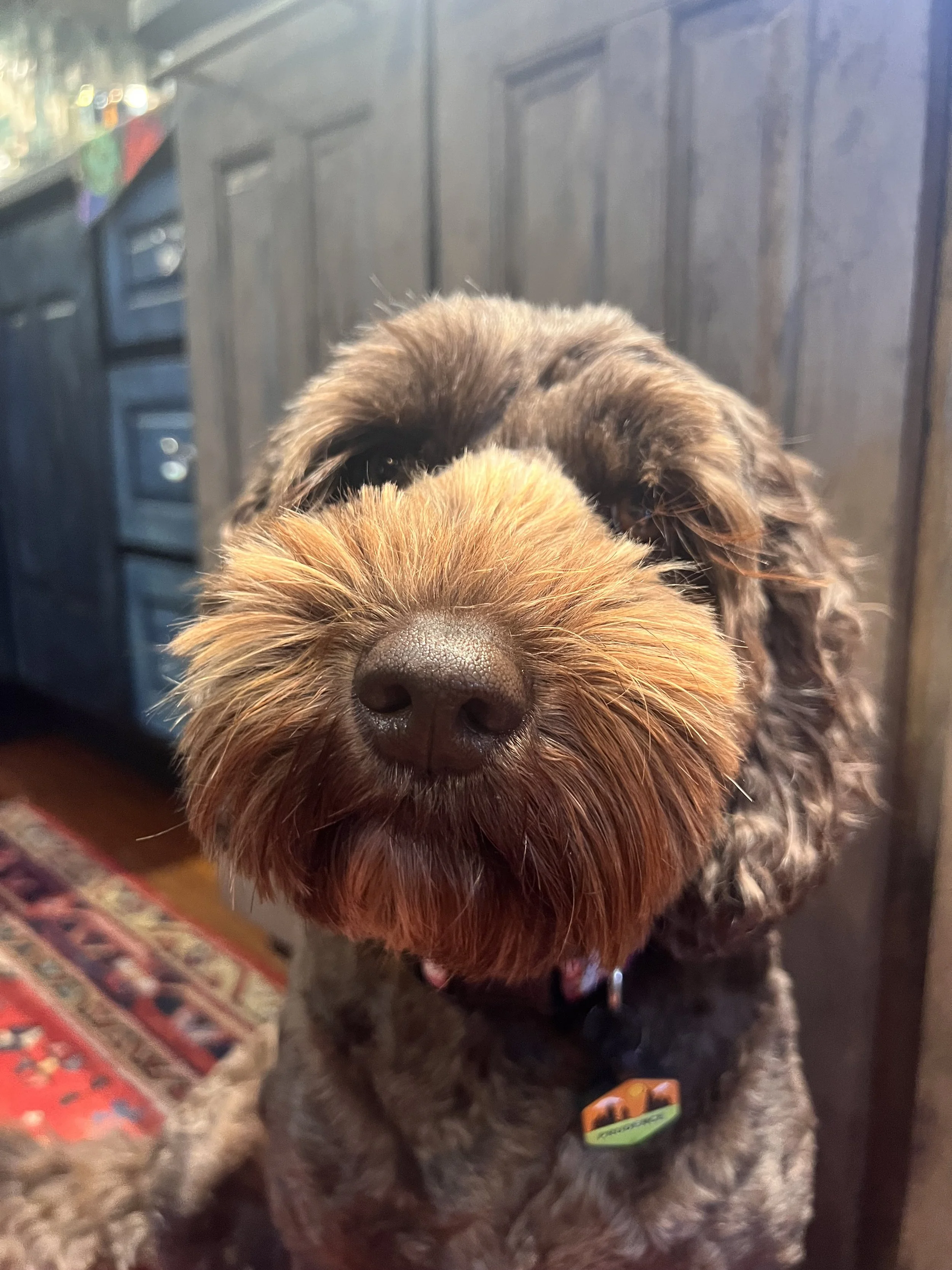 Tips for Traveling with Your Best Furry Friend (especially the Anxious ones)