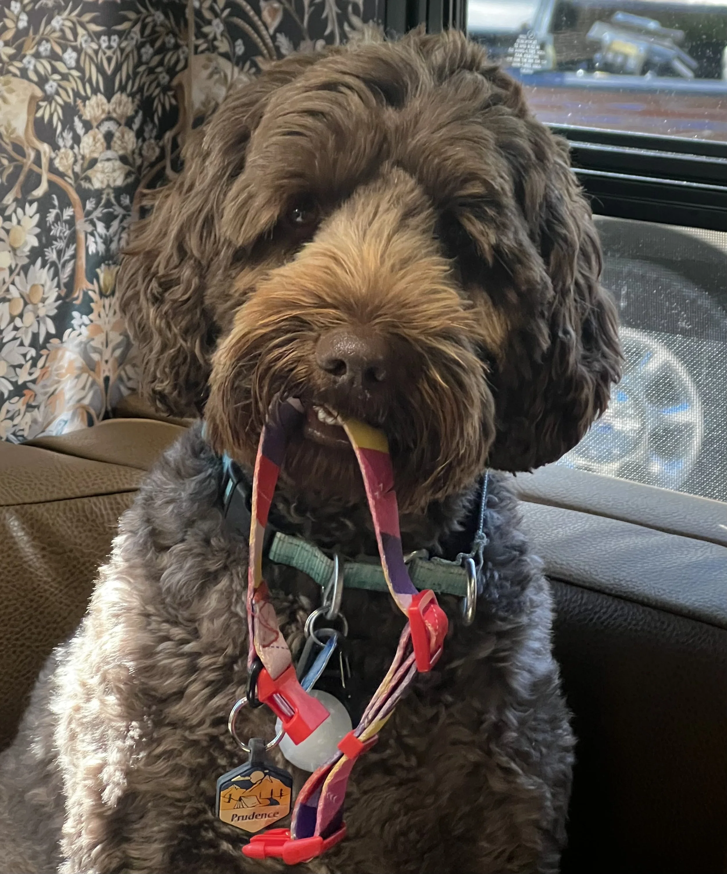 Essential Packing Checklist for RVing with Dogs