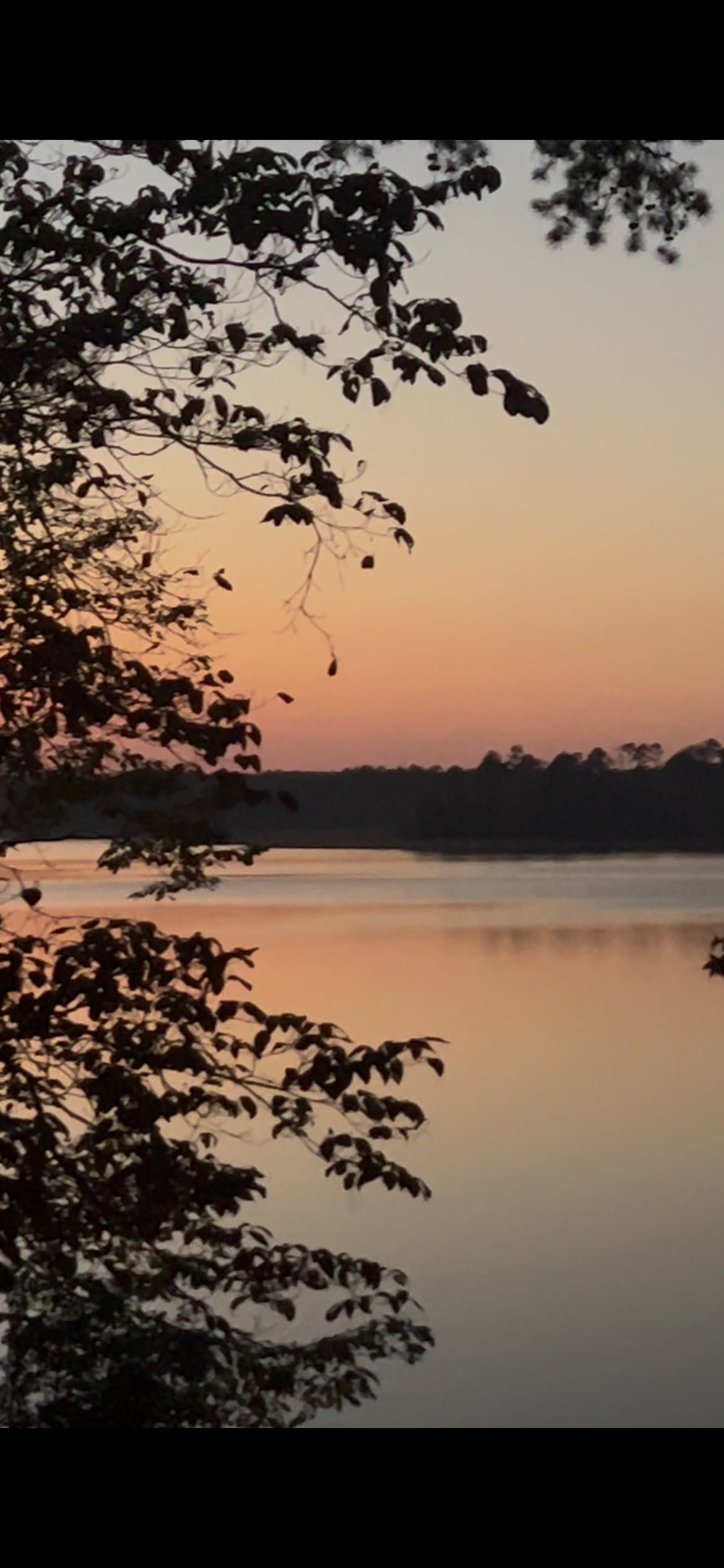 Mistletoe State Park, Captivating Beauty in Appling, Georgia