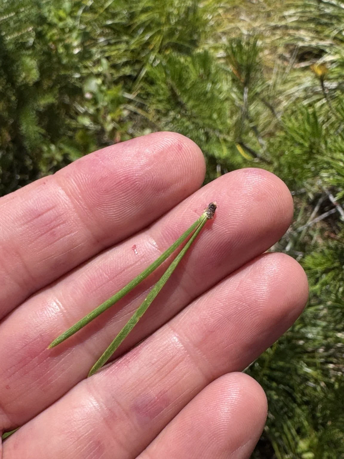Two pine needles joined in a fascicle and isolated against a hand—the decisive clue supporting lodgepole pine.