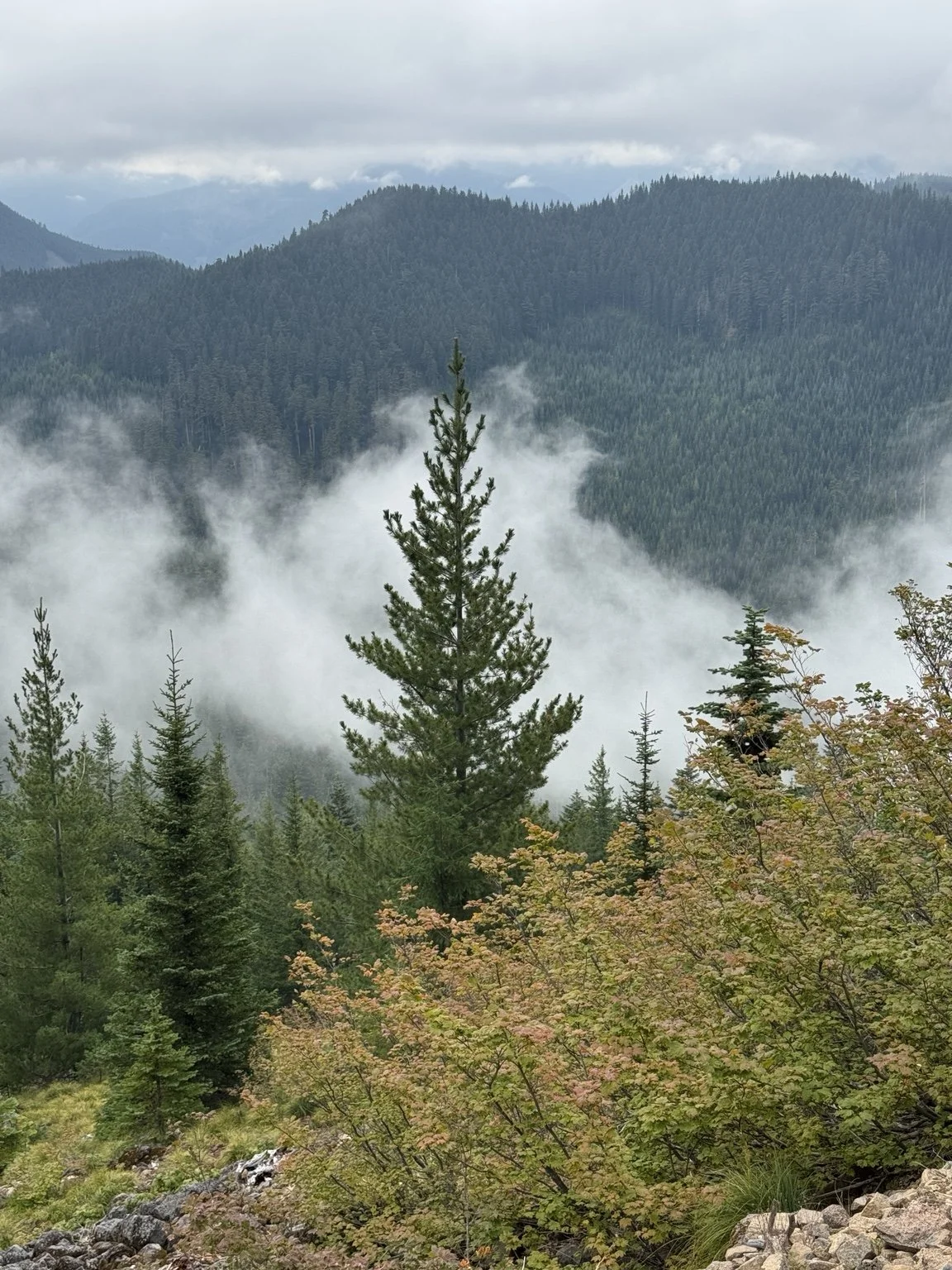 Misty high Cascade forest on the Kelly Butte trail.