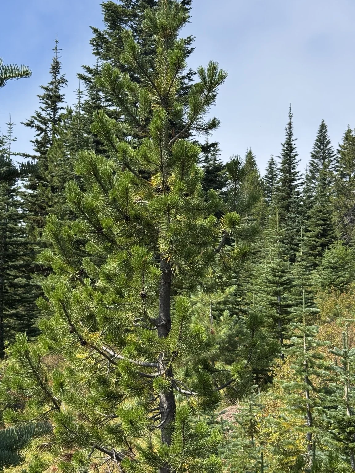 A young lodgepole pine in the upper forest on Kelly Butte—the pine that looked wrong after a day of studying western white pine.