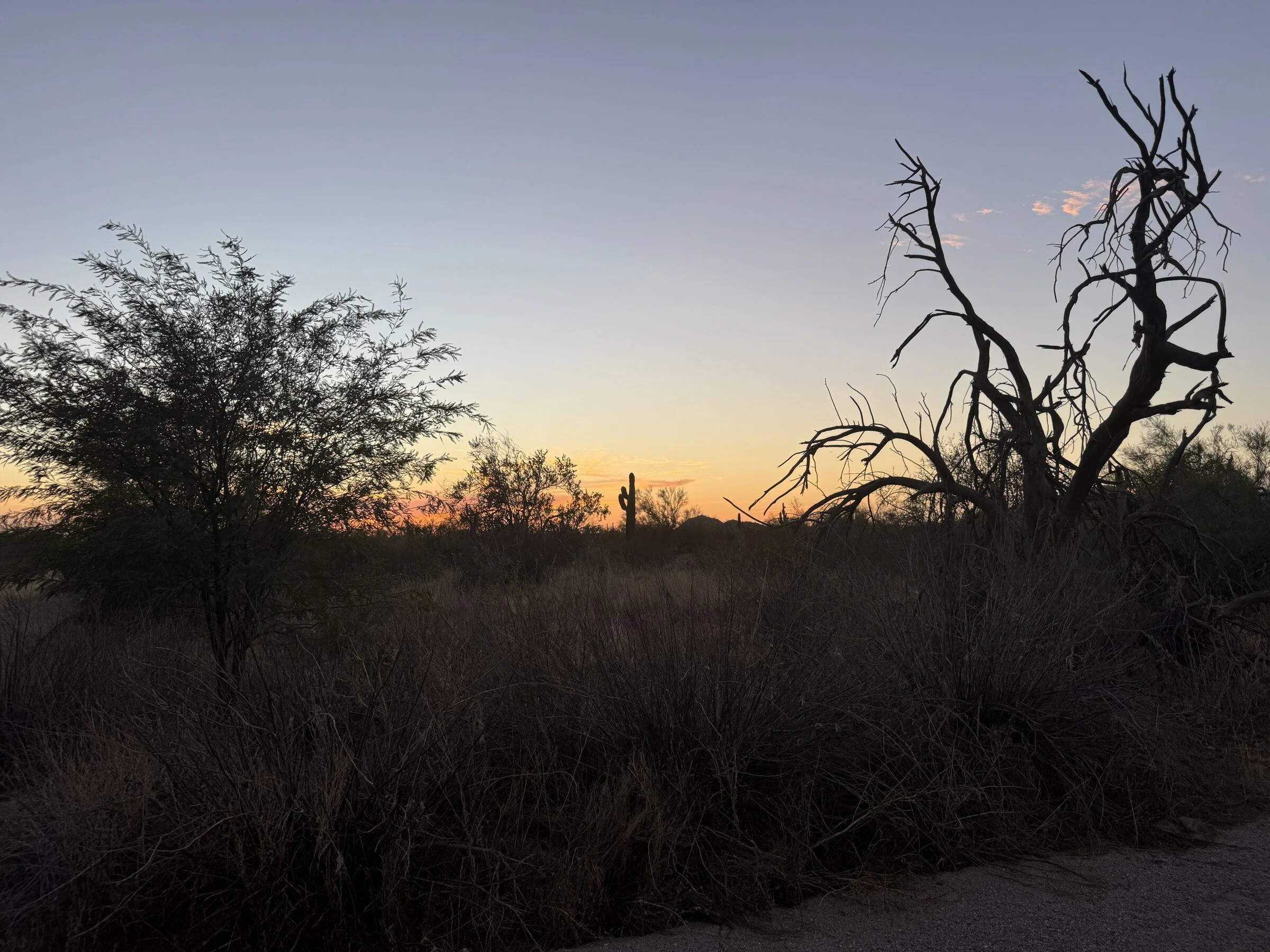 Weathered dead woody plant standing in the Sonoran Desert at Crismon Trailhead.