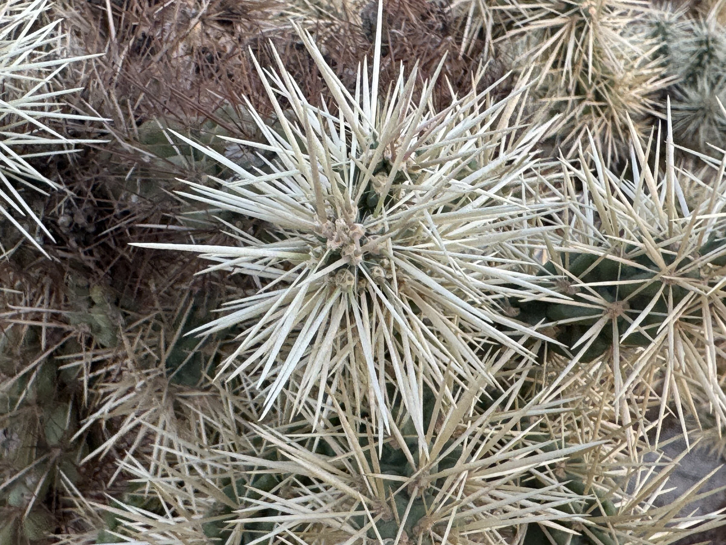 Close view of densely spined cholla branches.