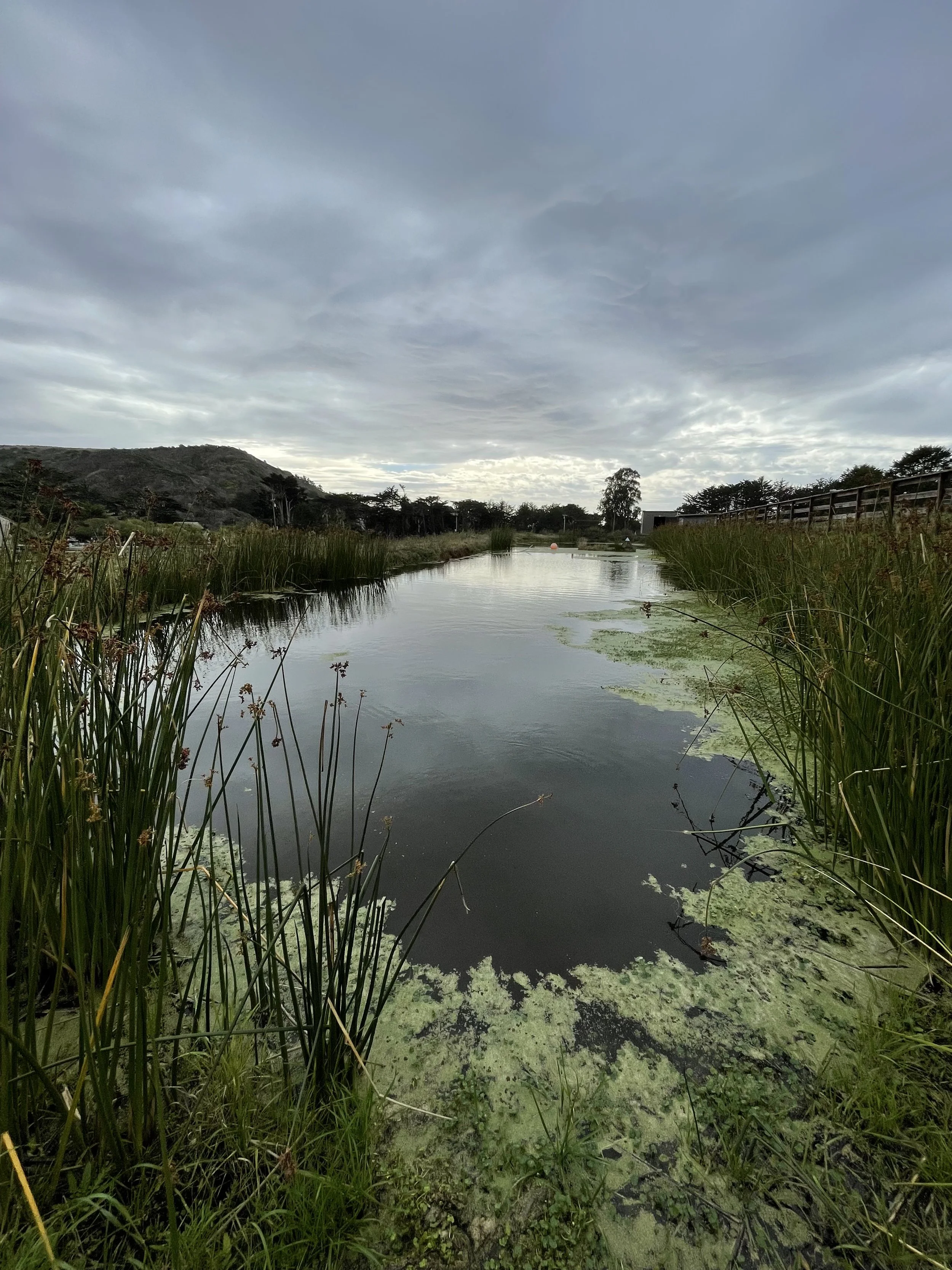 Stardust Pond