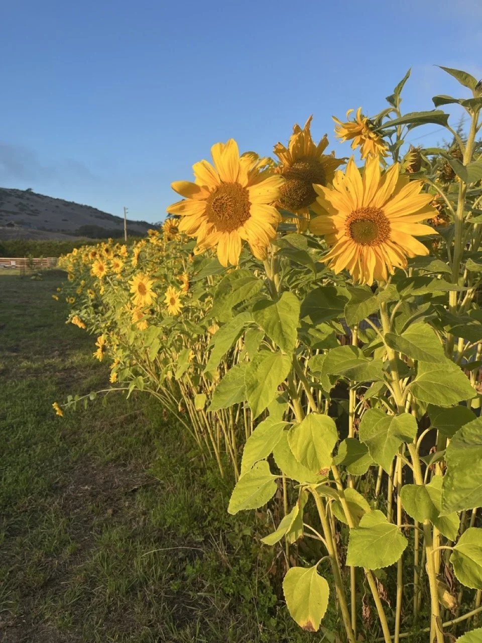 Sunflowers at Stardust Gardens