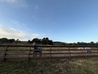 Hello from a horse