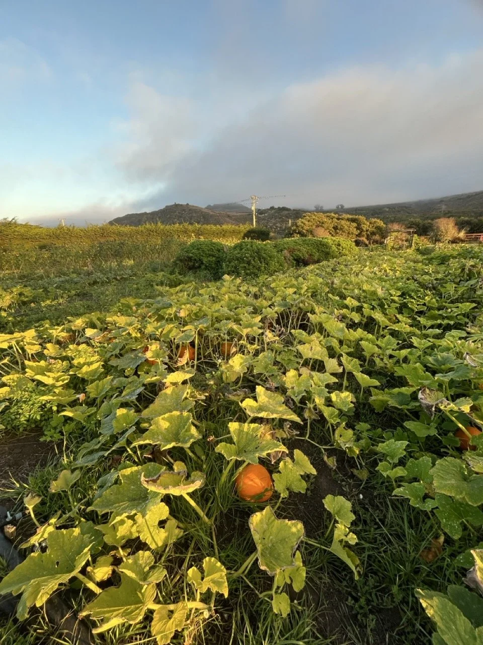 Pumpkins at Stardust Gardens