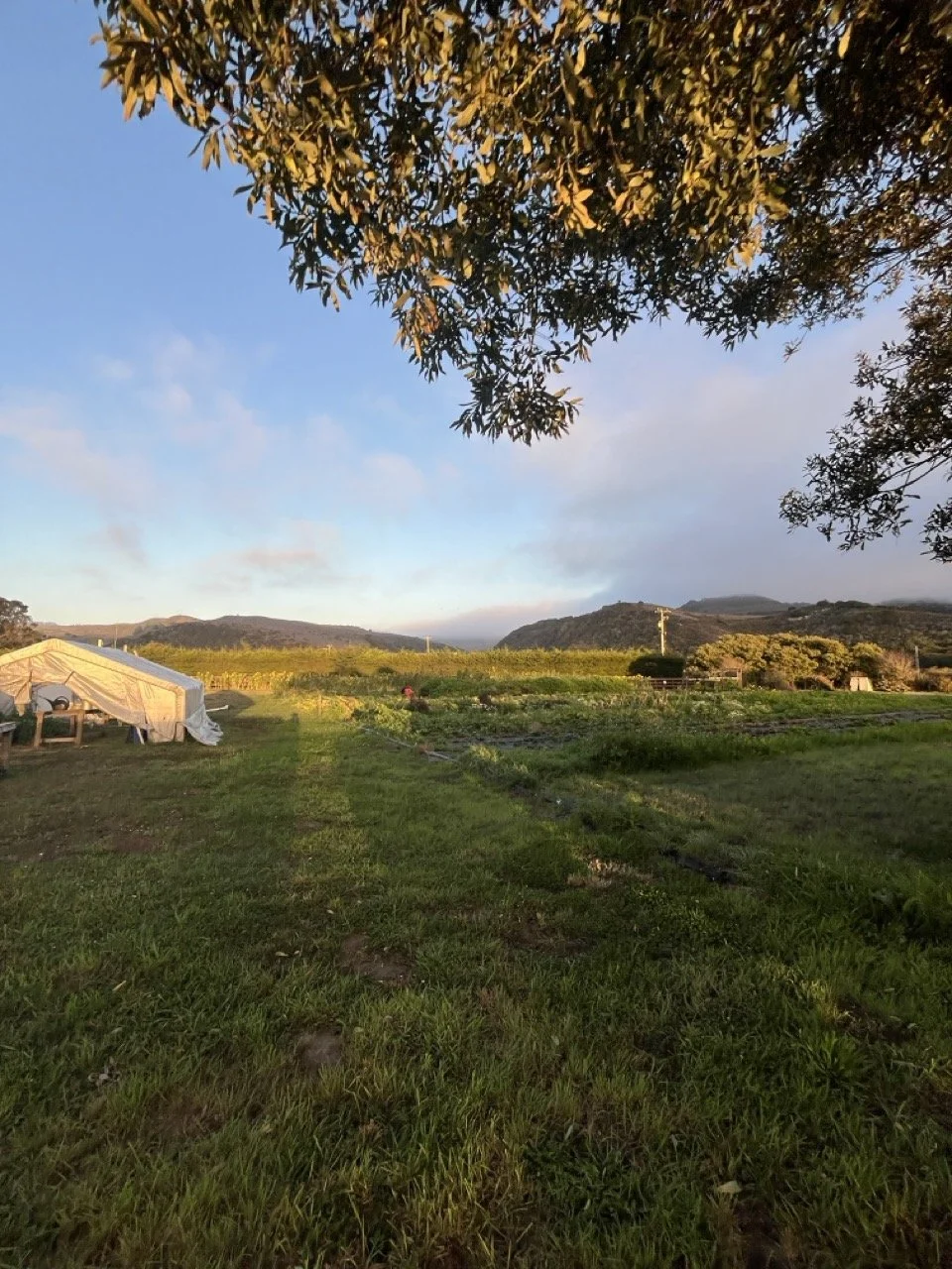 Sunset on farm
