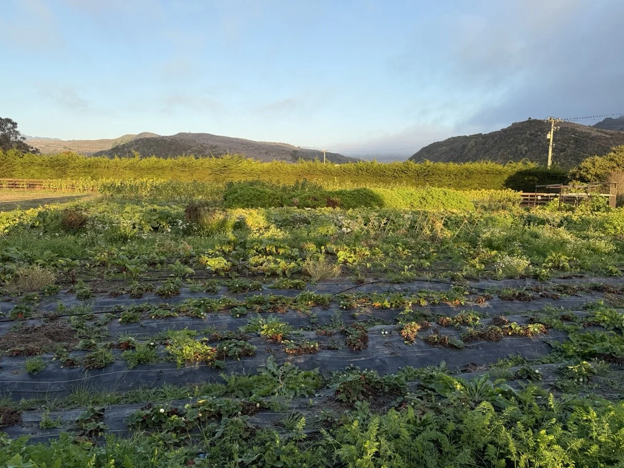 Farm at Stardust Gardens