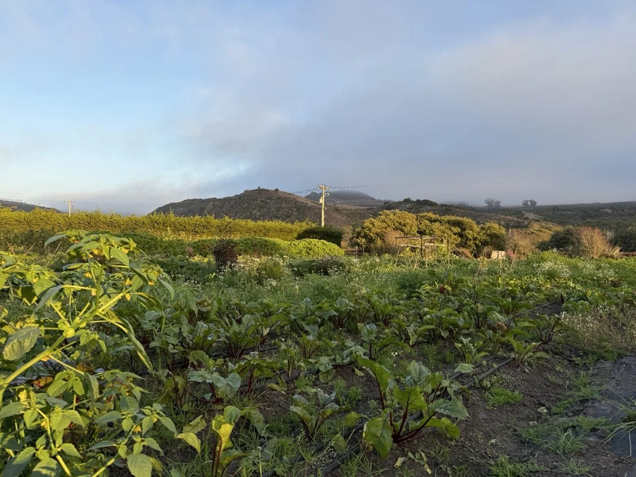 Farm at Stardust Gardens
