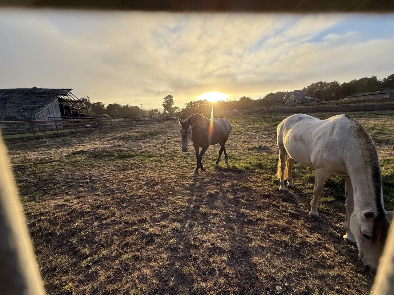Horses at Sunset