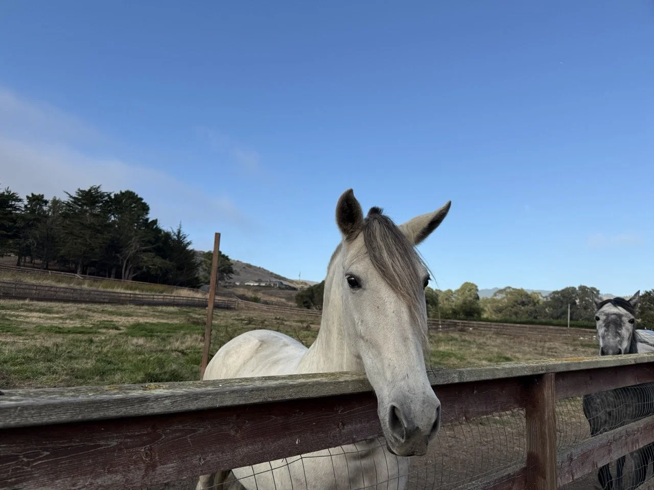 White horse on the farm
