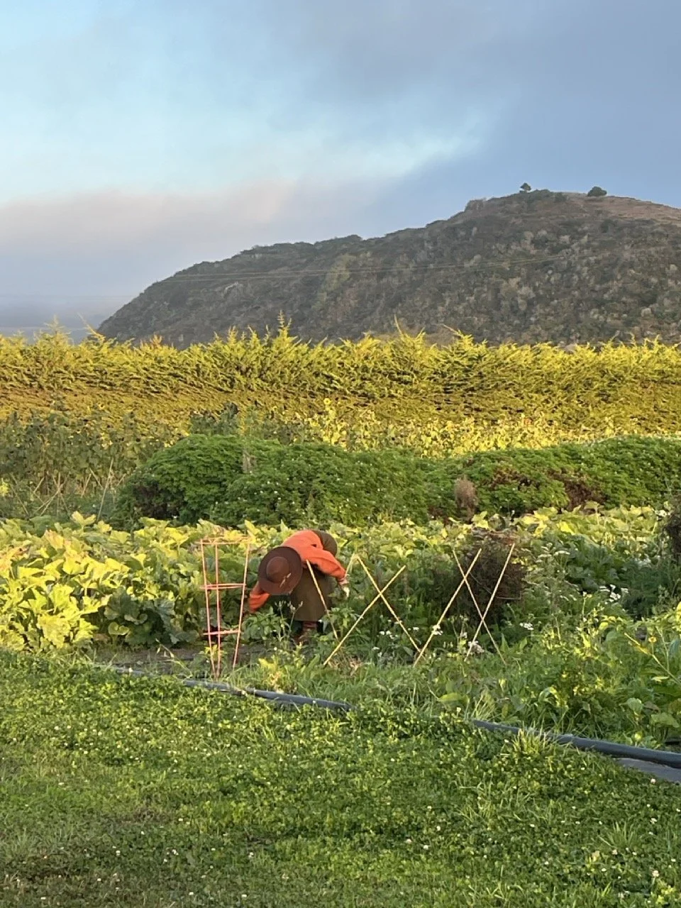 Harvest at Stardust Gardens
