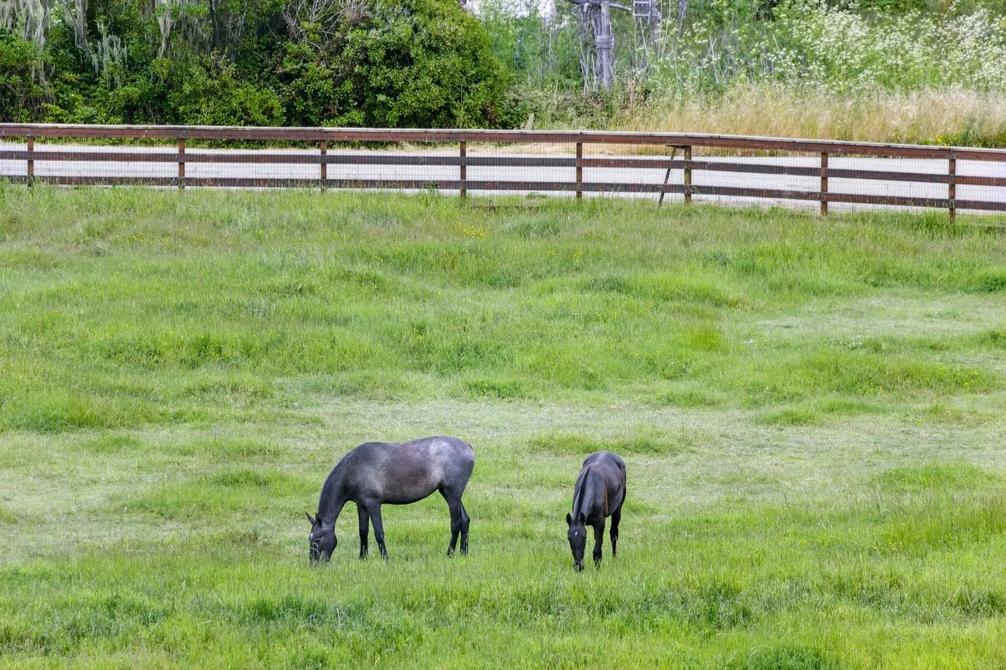 Stardust horses