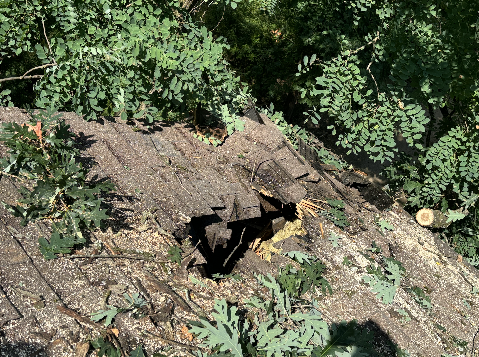 Damaged roof with a large hole, surrounded by green leaves and ivy, debris and broken shingles on the roof.