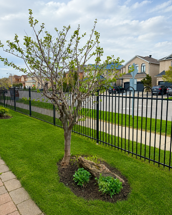 Young tree with budding leaves planted next to green grass, a sidewalk, and a black metal fence in a suburban neighborhood with houses and parked cars in the background.