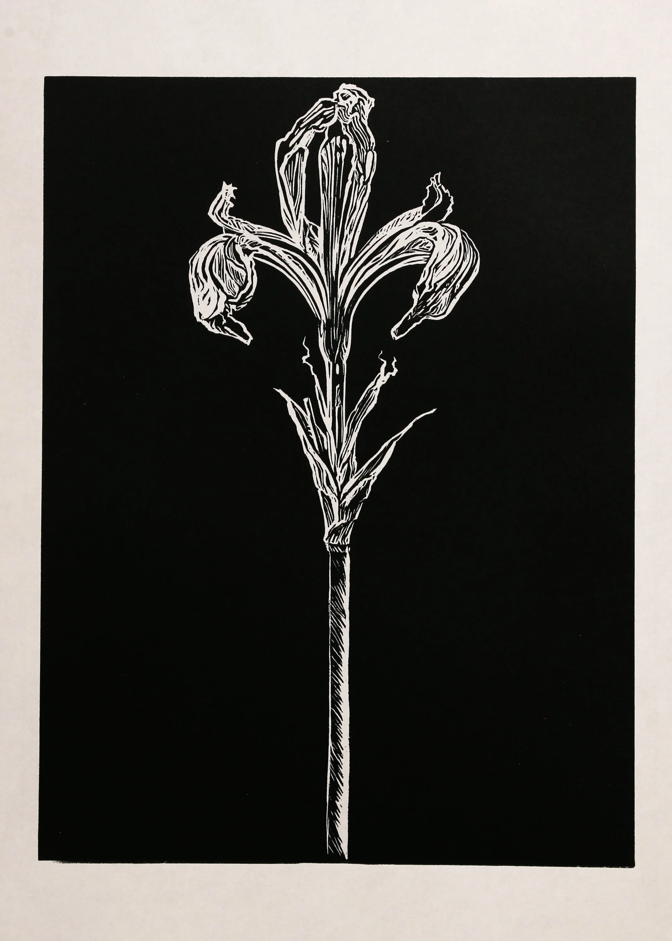 "Wild Iris, Dark", Rachel Brown, 2024, Relief Print, 9"x12"