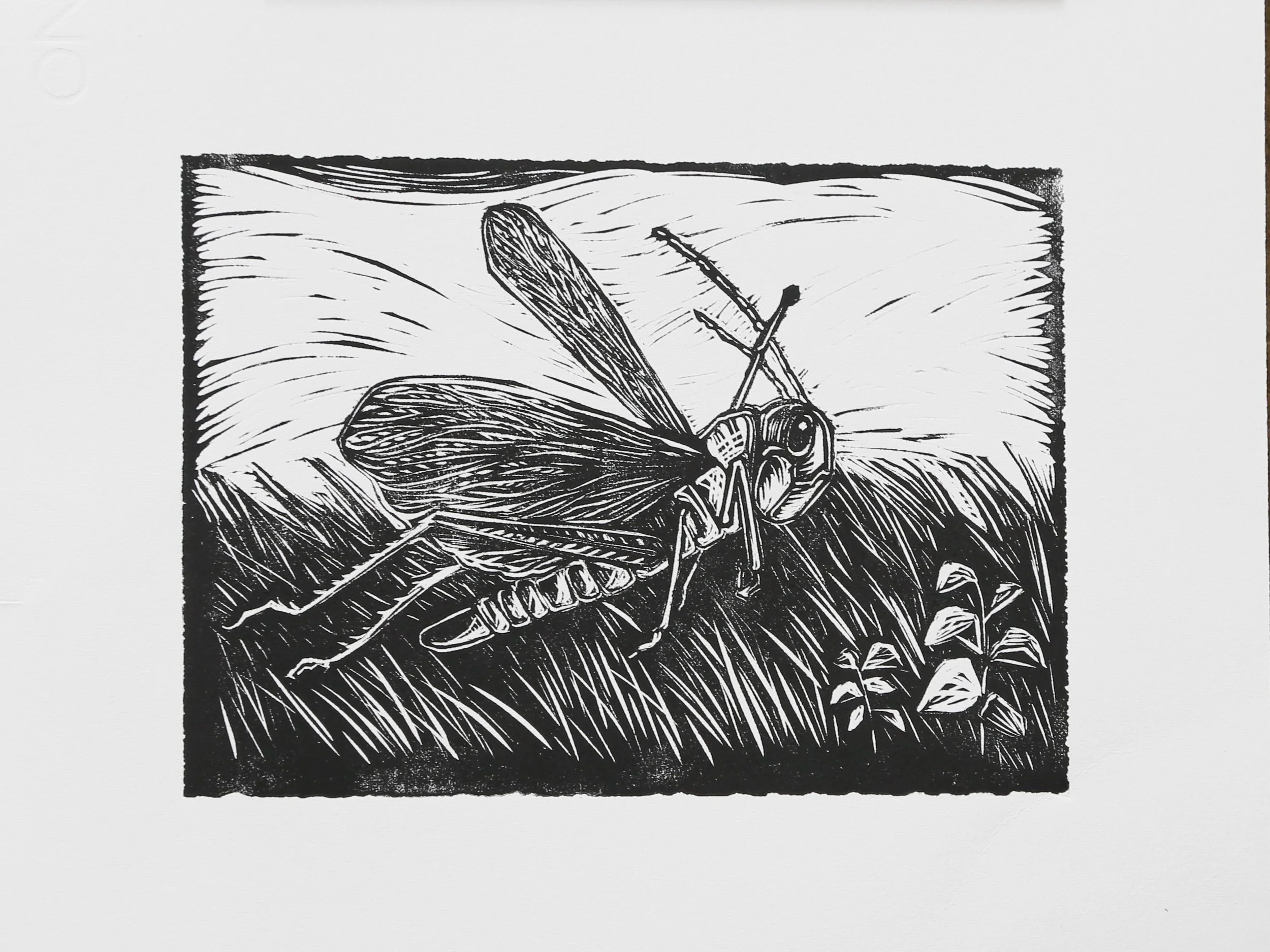 "Grasshopper", Rachel Brown, 2023, Relief Print, 8"x10"