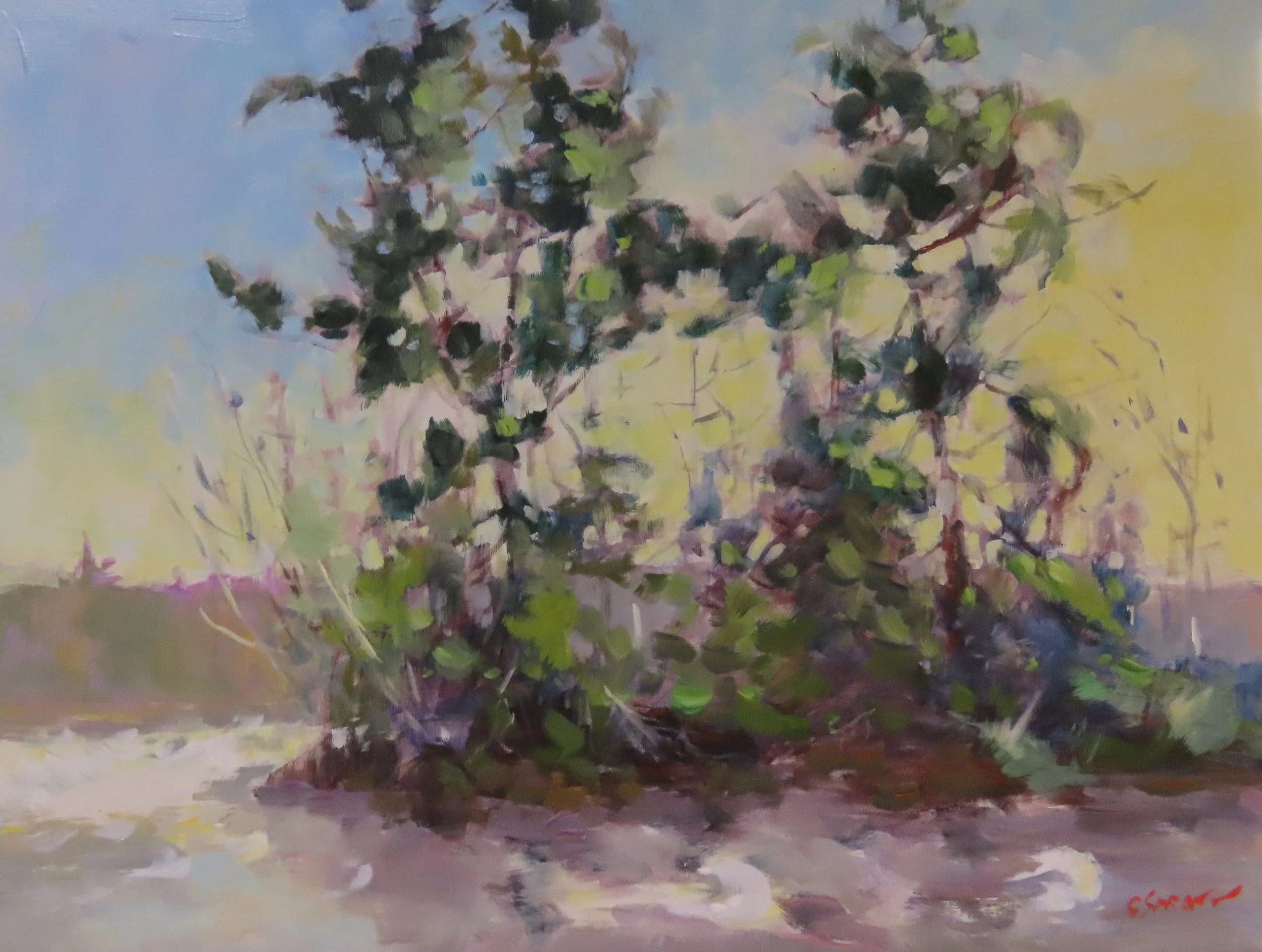 Returning to Algonquin Park | 