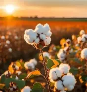 Acrylic Yarn vs Cotton Yarn: How they’re made and why it matters