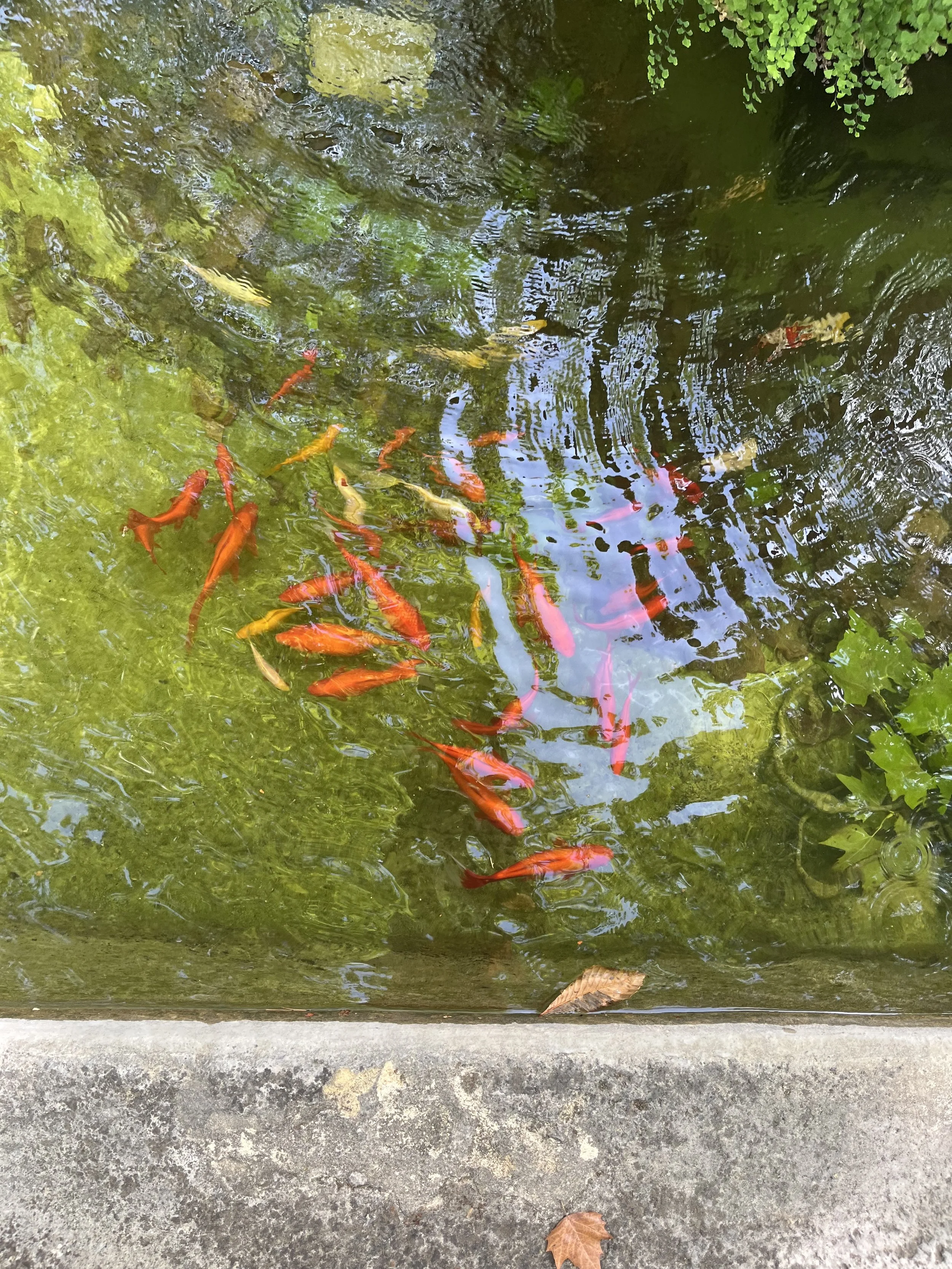 biophilic gallery (1).jpeg