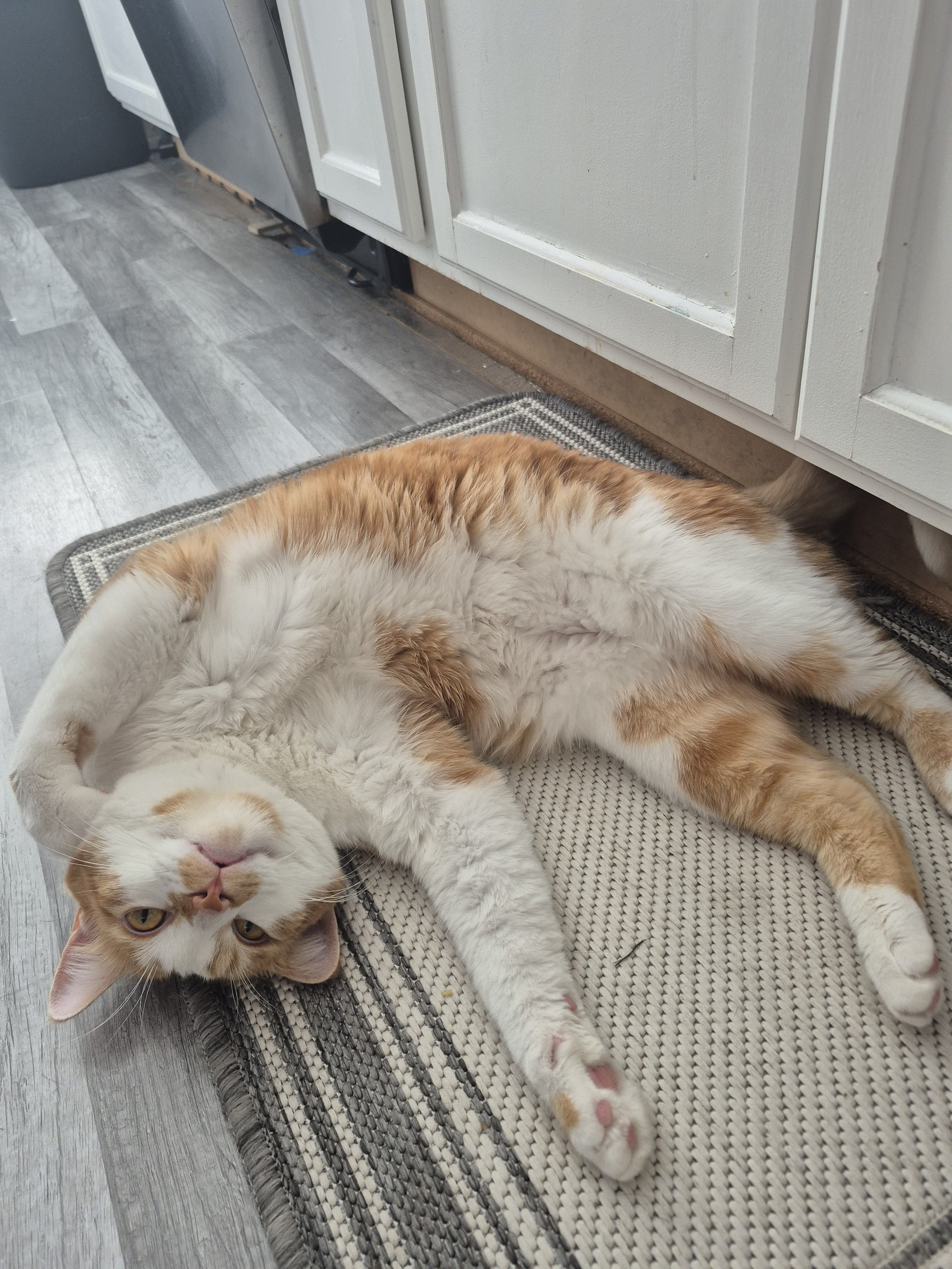 Orange and white cat lying on its back on a woven rug in a kitchen.