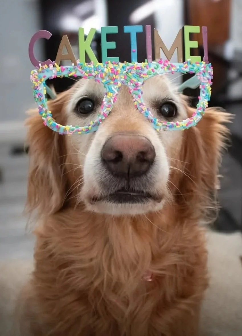 Golden retriever dog wearing colorful glasses with sprinkles and a birthday hat spelling out 'Cake Time!'